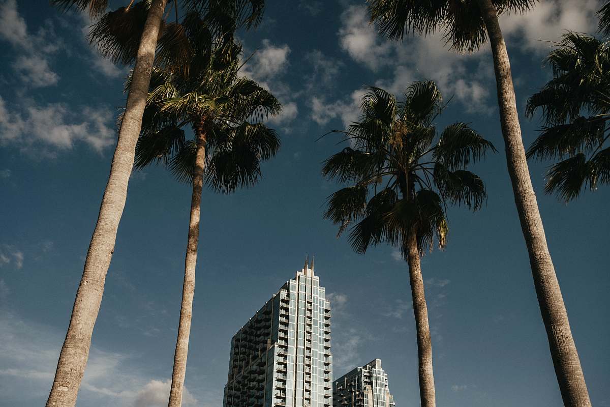 high rise green palm trees near high rise buildings during daytime building